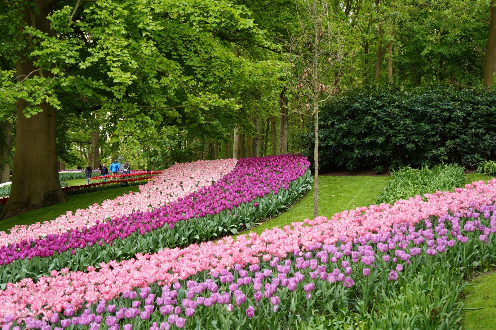 Королевский парк тюльпанов Кёкенхоф